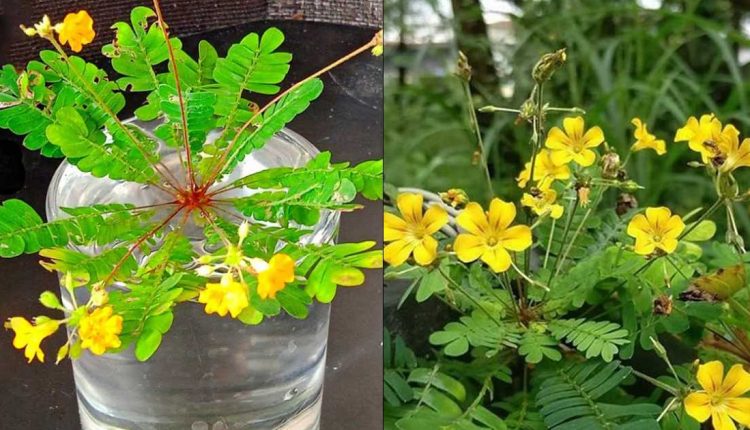 Uses of Mukkutti Plant malayalam