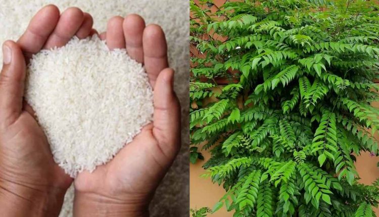 Curry Leaves Cultivation using Raw Rice Tips in Malayalam