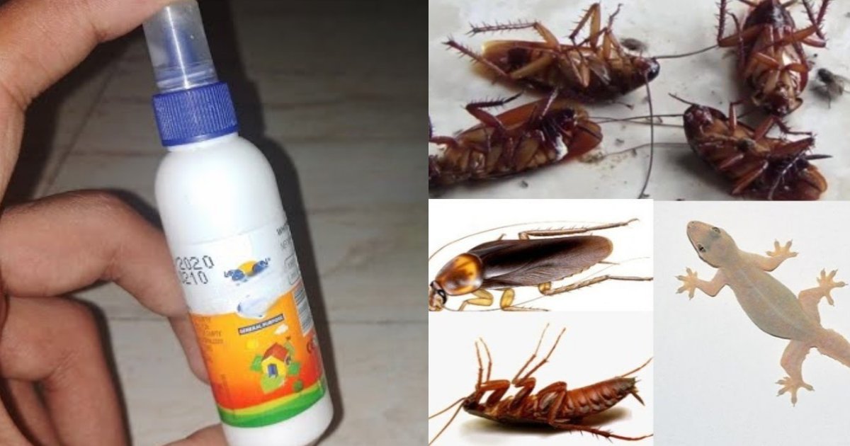 Easy Tip To Get Rid Of Pest Using Fevikkol