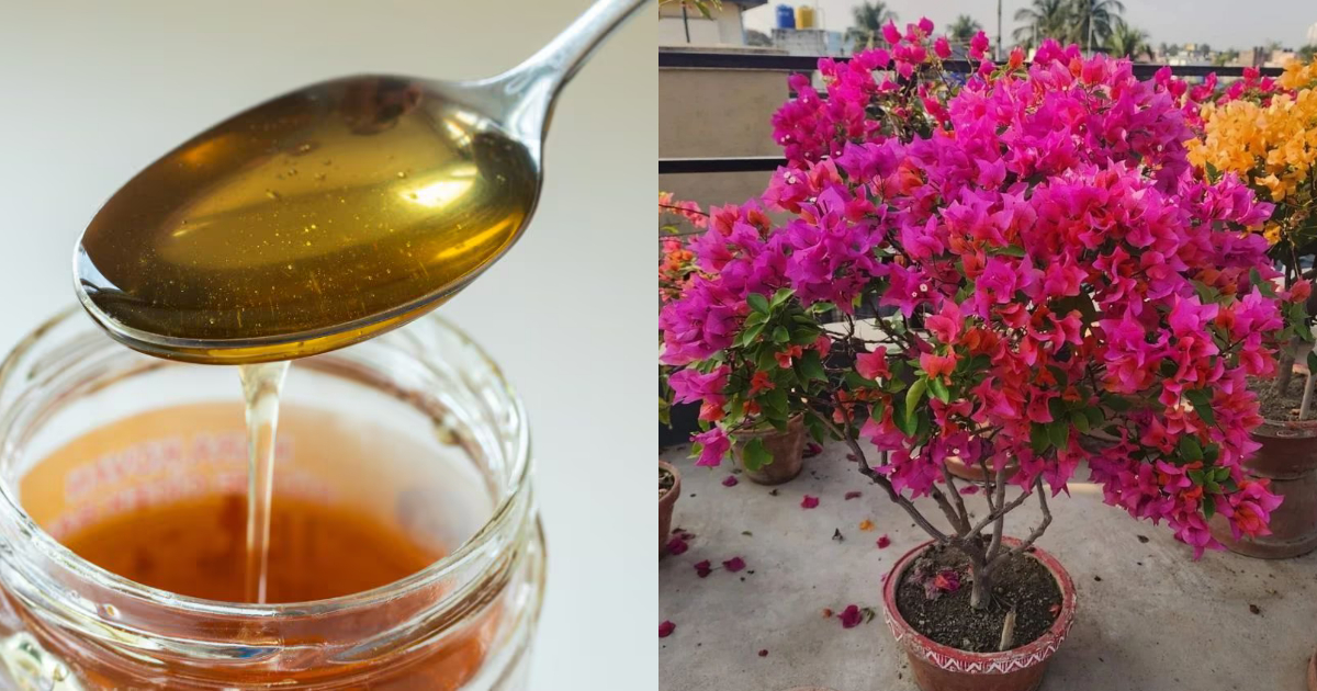 Bougainvillea flowering